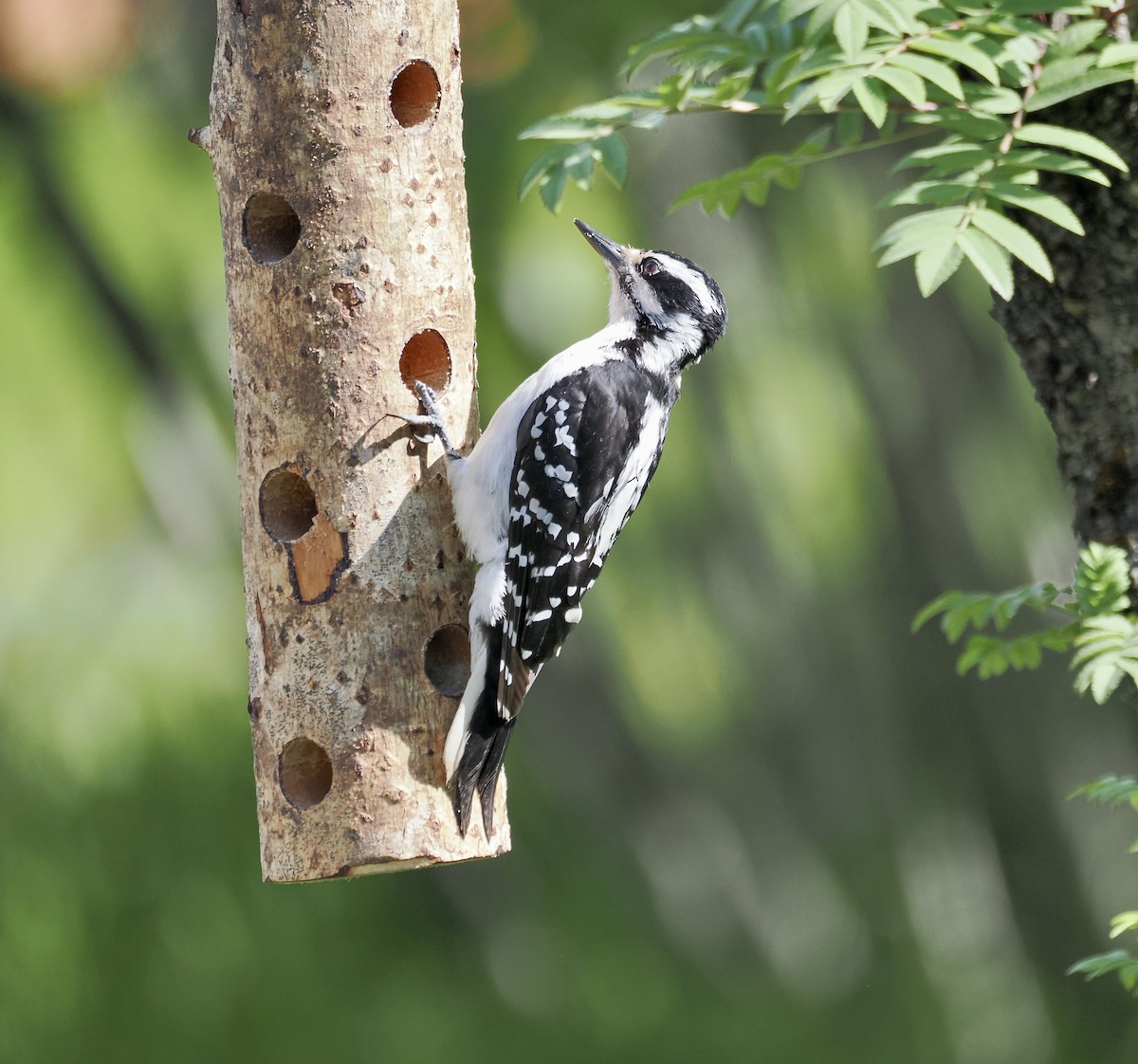 Hairy Woodpecker - ML621670733