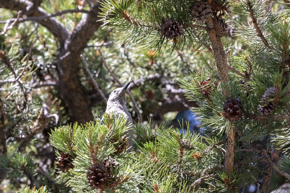 Clark's Nutcracker - Kalpesh Krishna