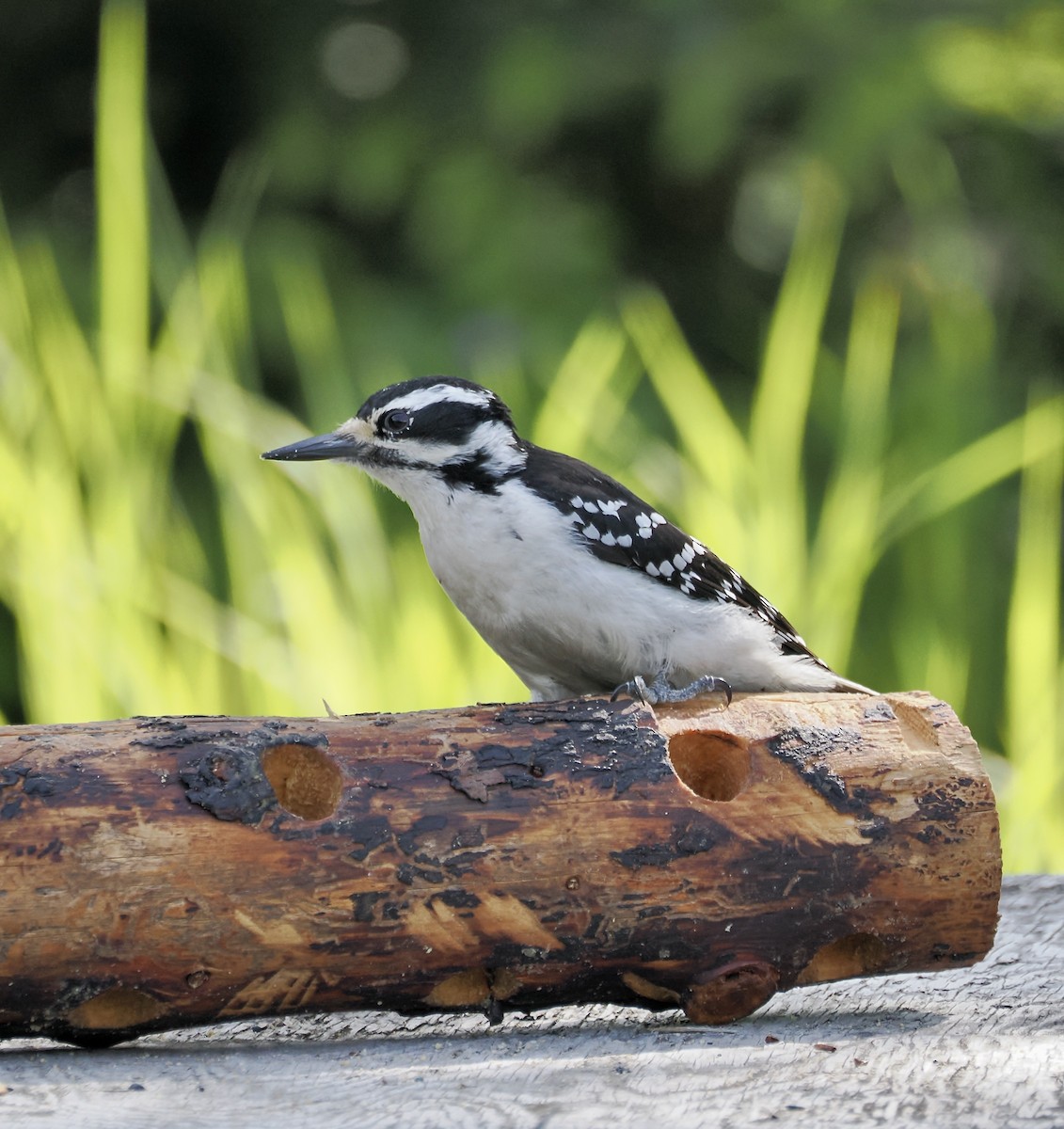 Hairy Woodpecker - ML621670735