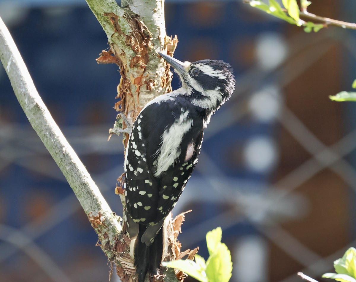 Hairy Woodpecker - ML621670738