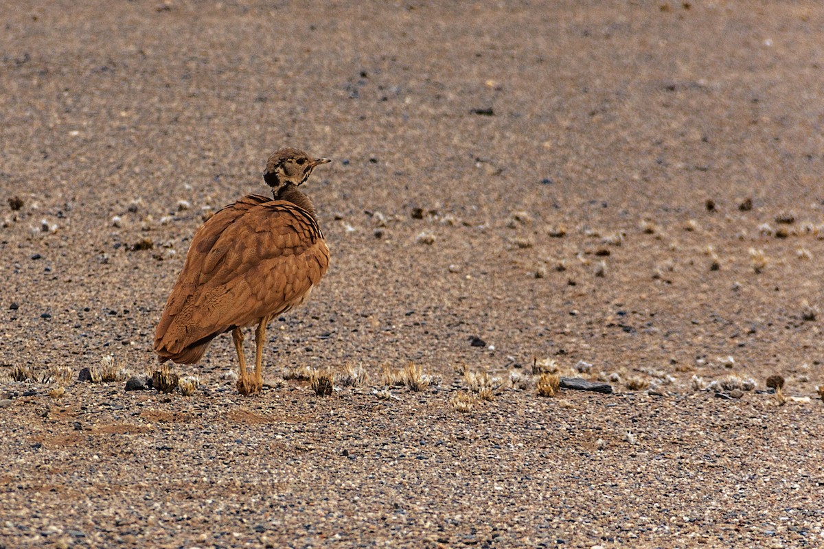 Rüppell's Bustard - ML621670757