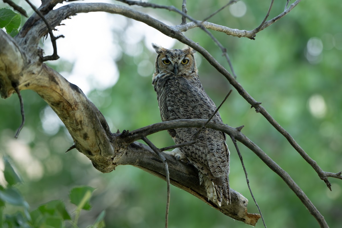 Great Horned Owl - ML621670816