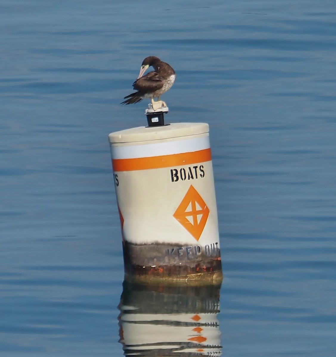 Brown Booby - Lorie Carnes