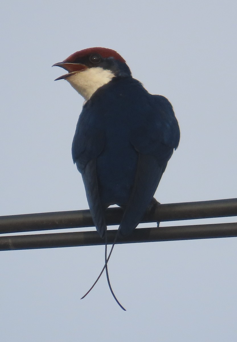Wire-tailed Swallow - ML621670832