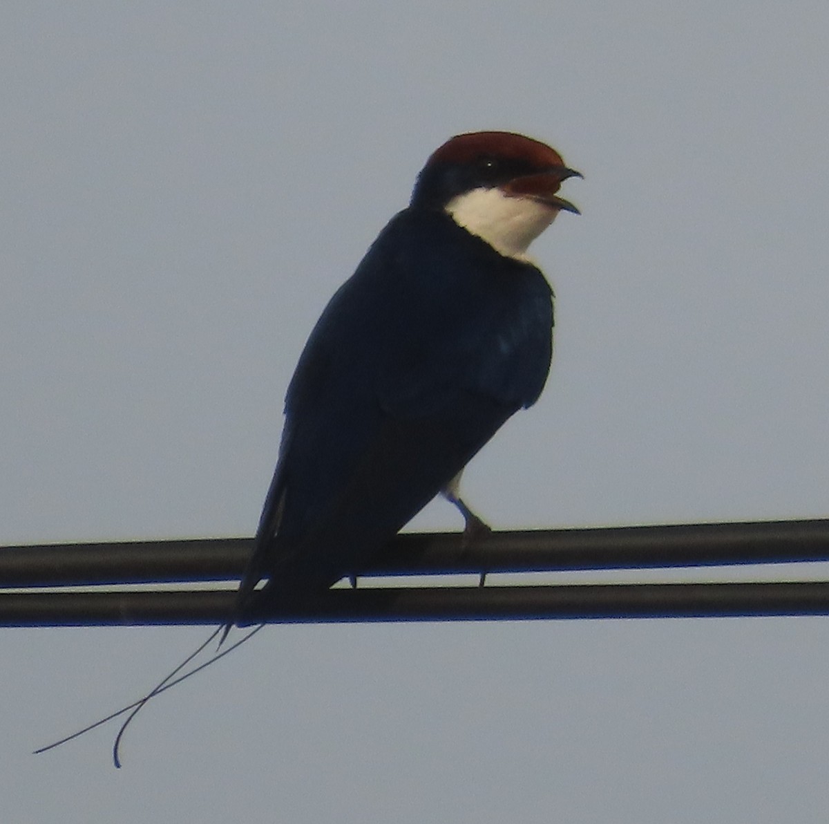 Wire-tailed Swallow - ML621670833