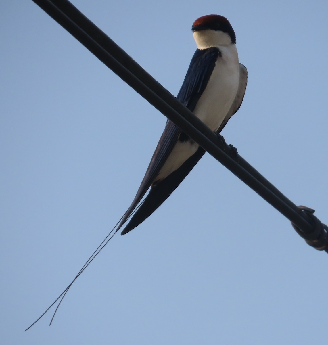 Wire-tailed Swallow - ML621670834