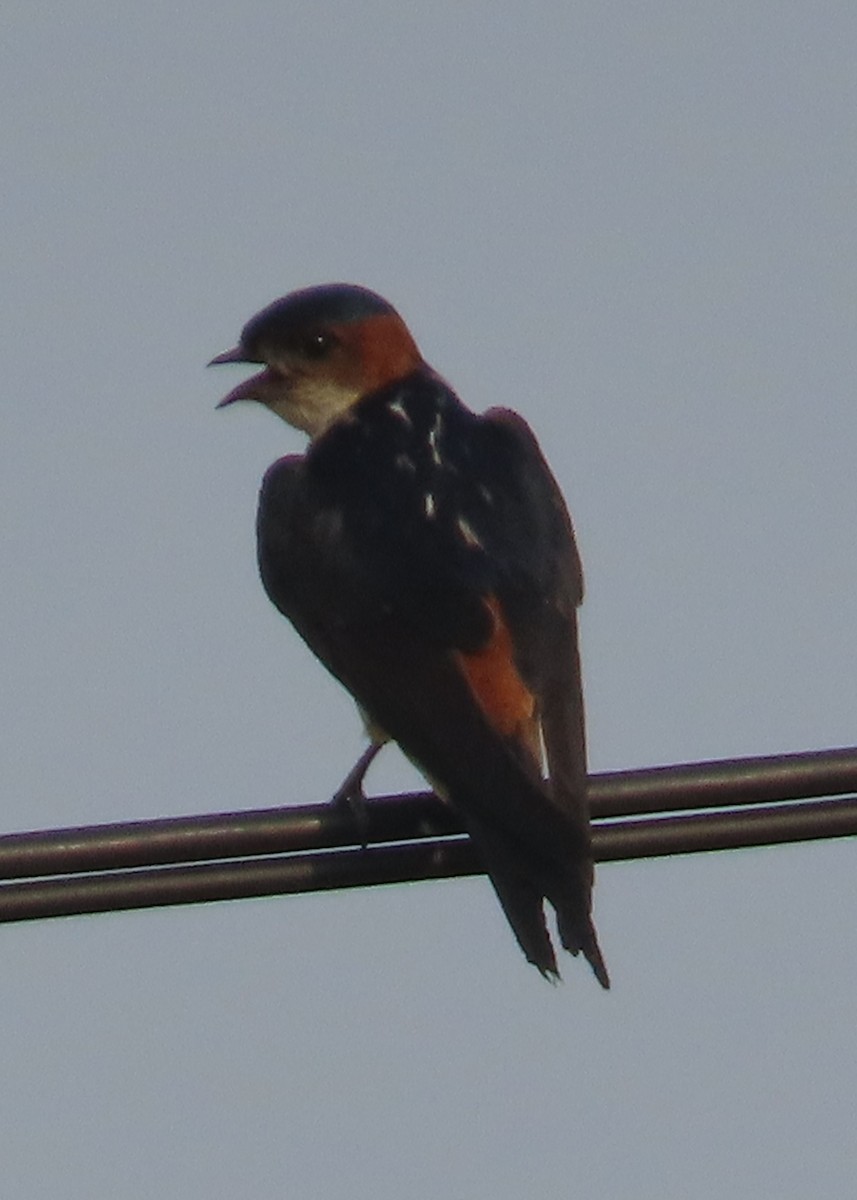 Red-rumped Swallow - ML621670835