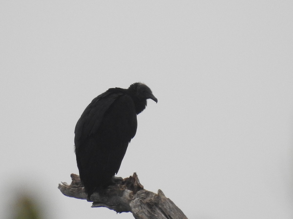 Black Vulture - ML621670847