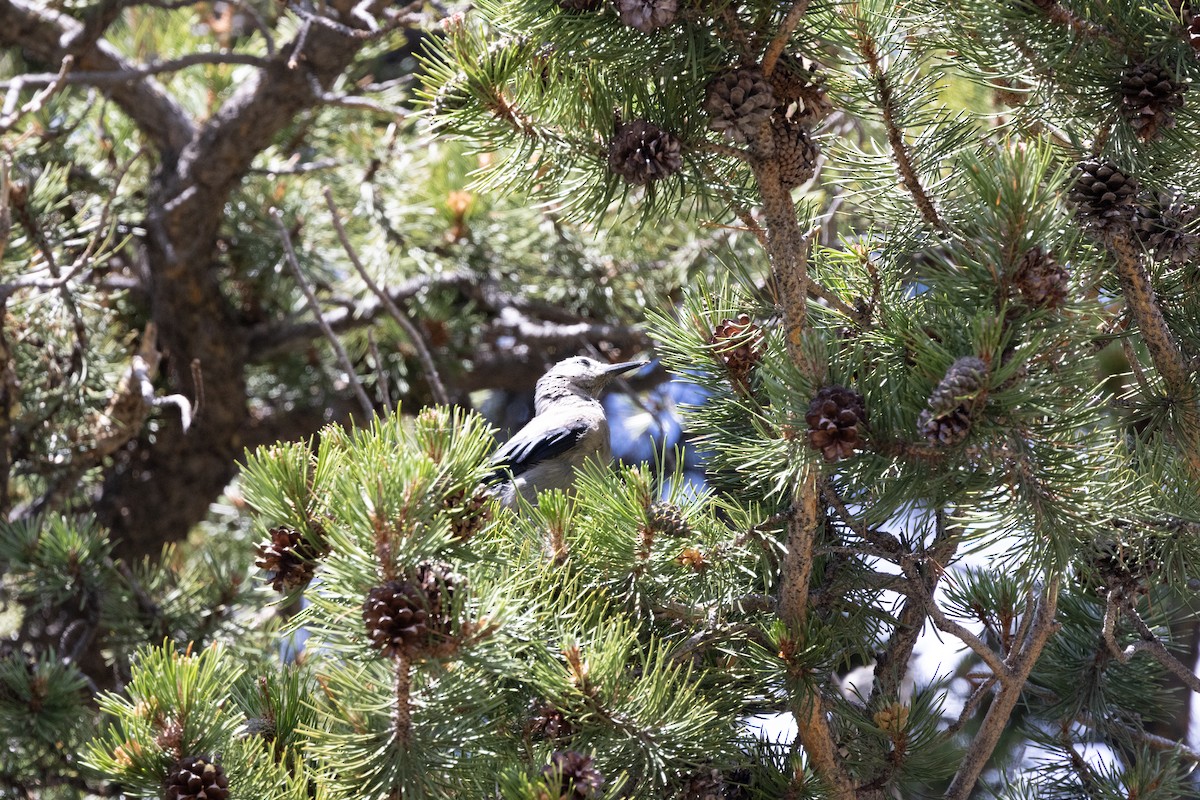 Clark's Nutcracker - Kalpesh Krishna