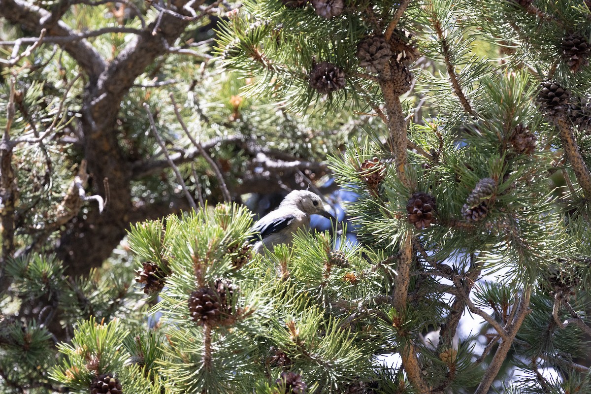 Clark's Nutcracker - Kalpesh Krishna