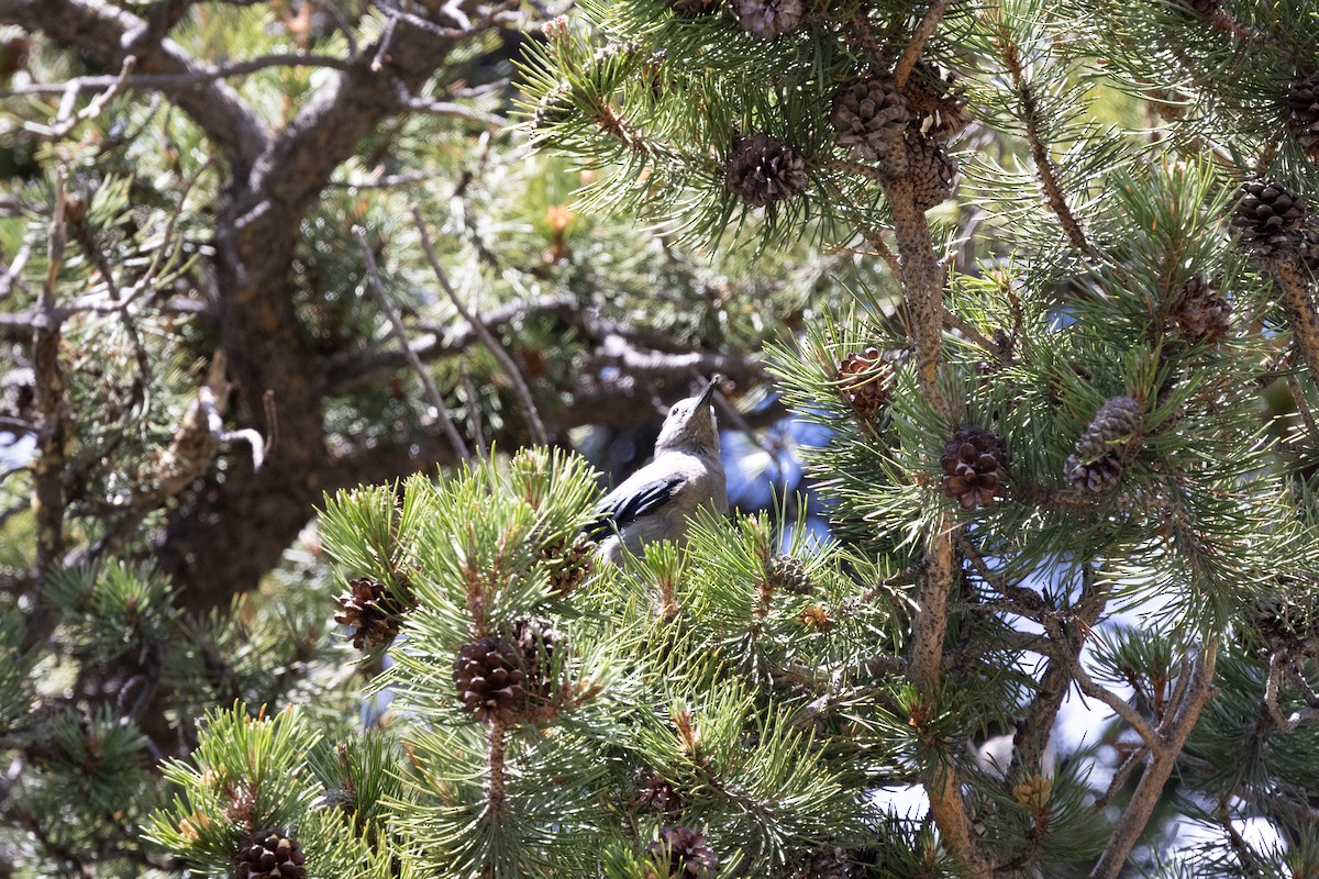Clark's Nutcracker - Kalpesh Krishna