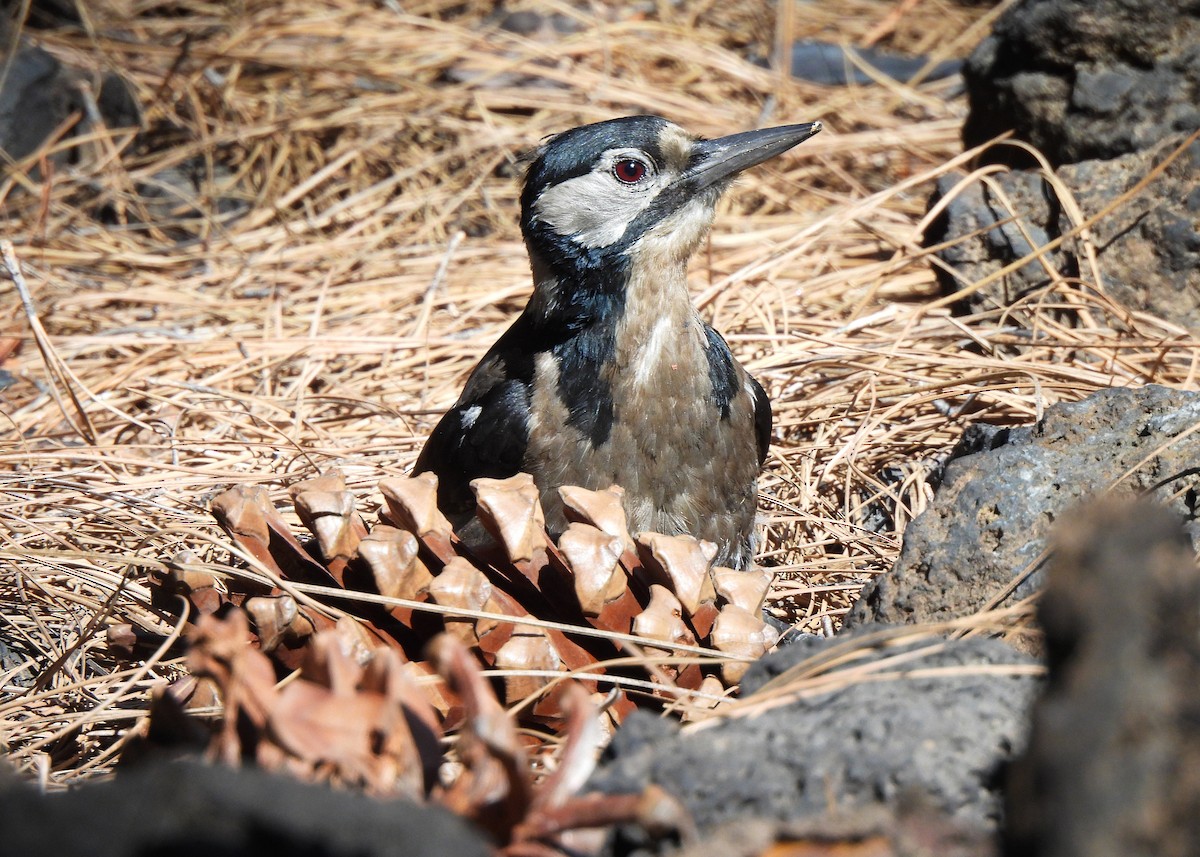 Great Spotted Woodpecker (Canarian) - ML621670857