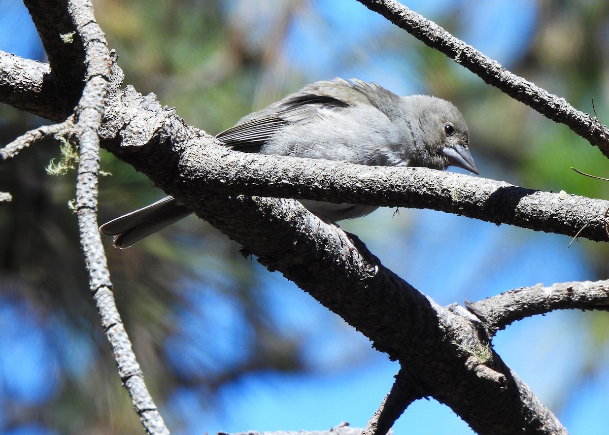 Tenerife Blue Chaffinch - ML621670877