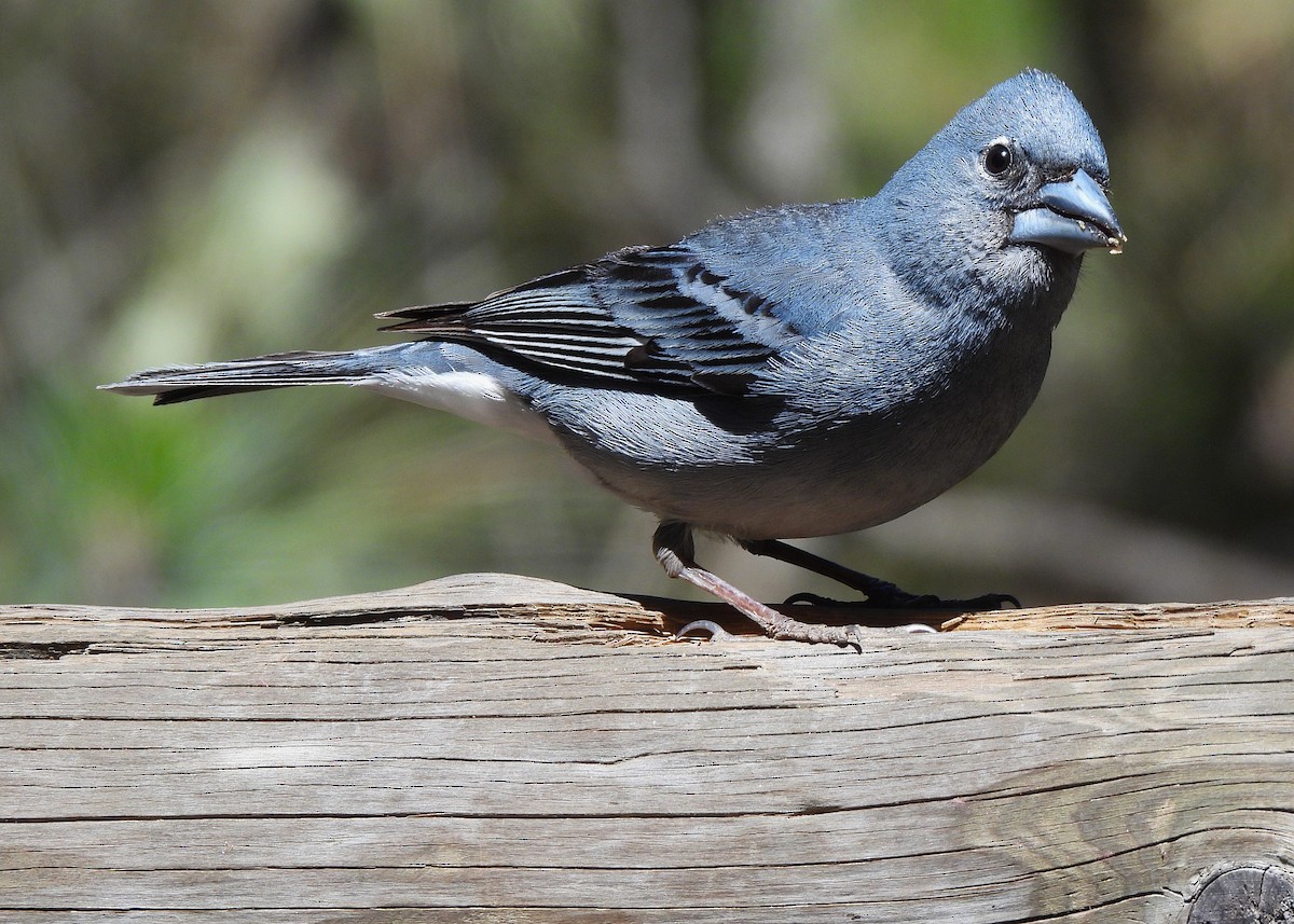 Tenerife Blue Chaffinch - ML621670879