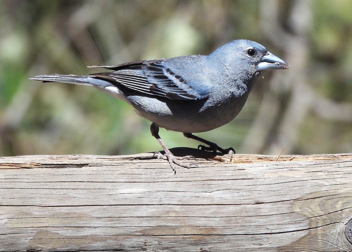 Tenerife Blue Chaffinch - ML621670882