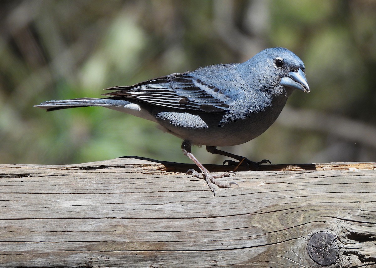 Tenerife Blue Chaffinch - ML621670887