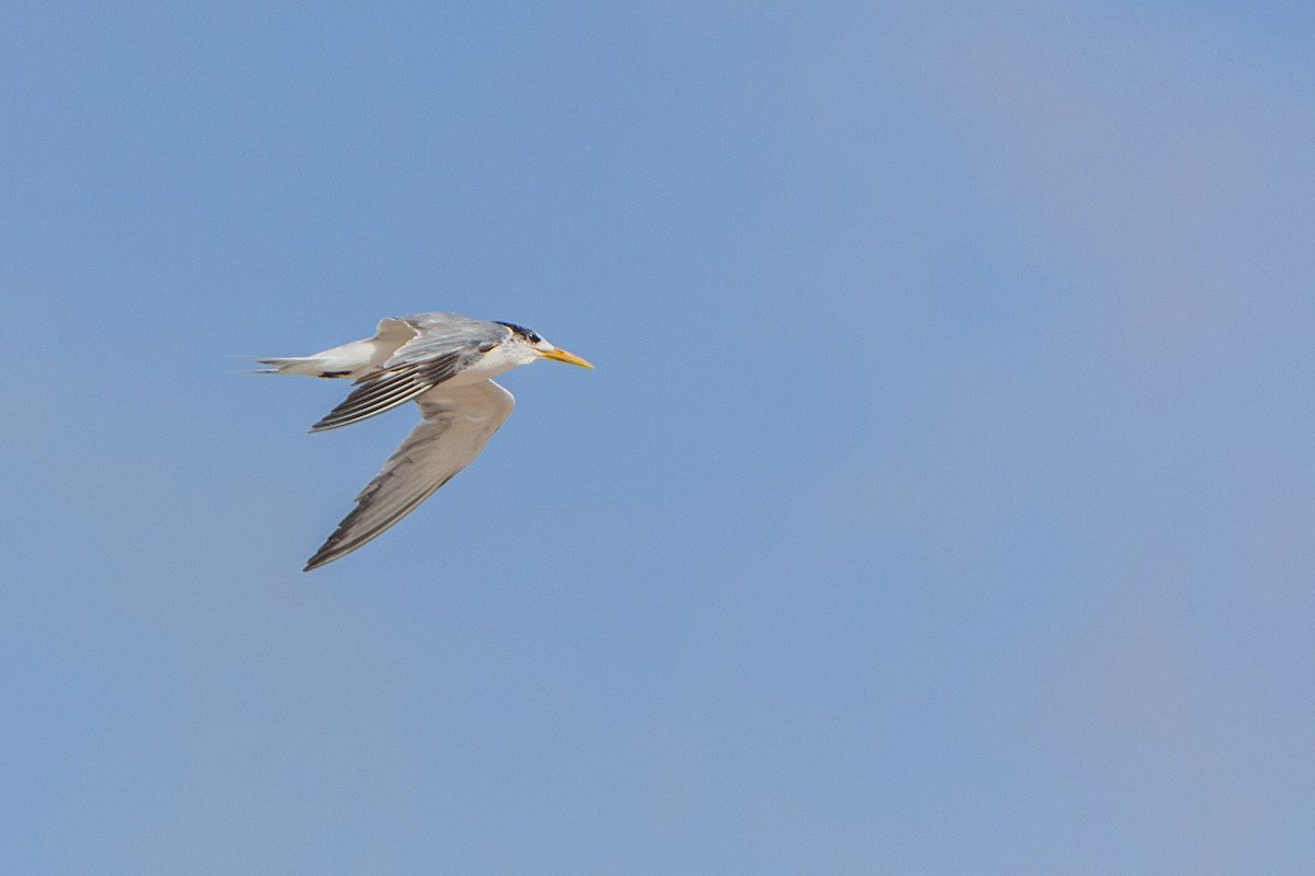 Great Crested Tern - ML621670901