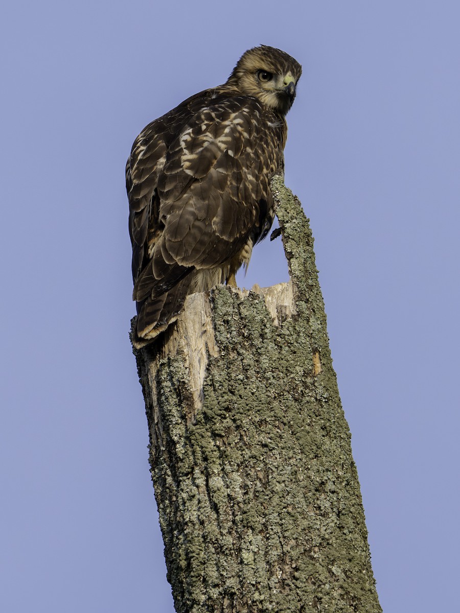 Red-tailed Hawk - ML621670911