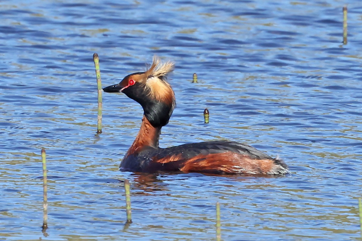 Horned Grebe - ML621671011