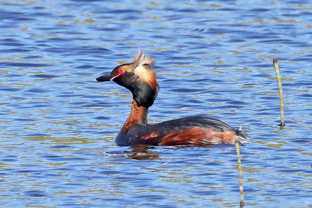 Horned Grebe - ML621671013