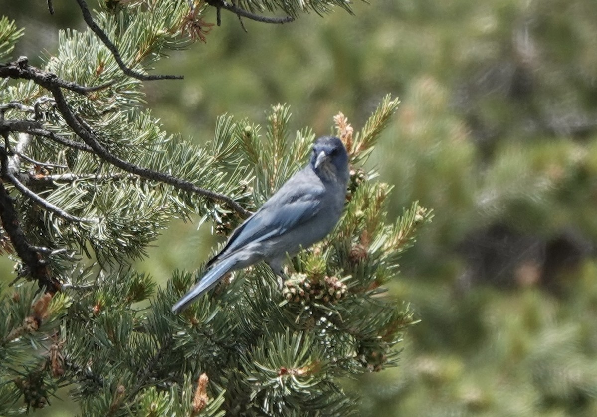 Pinyon Jay - ML621671021