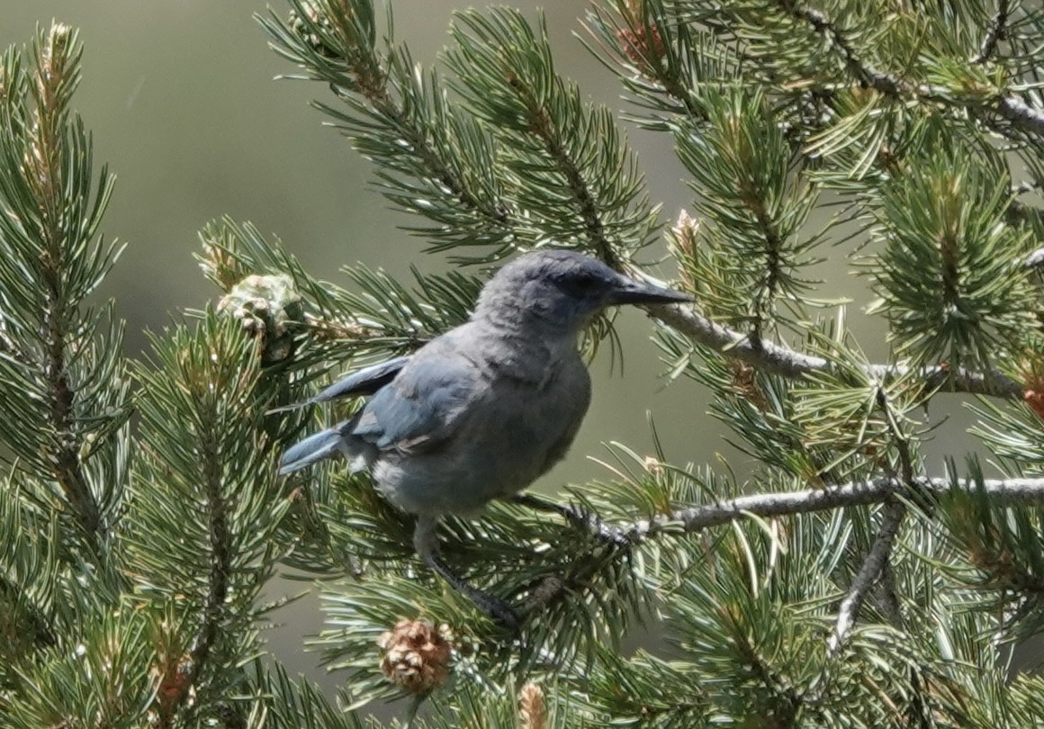 Pinyon Jay - ML621671022