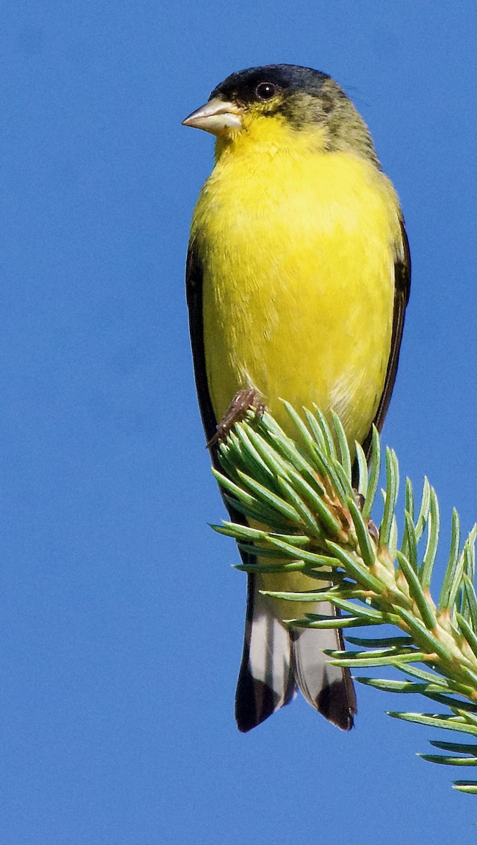 Lesser Goldfinch - ML621671130