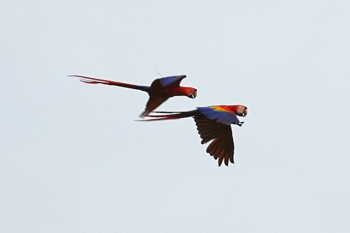 Scarlet Macaw - ML621671140