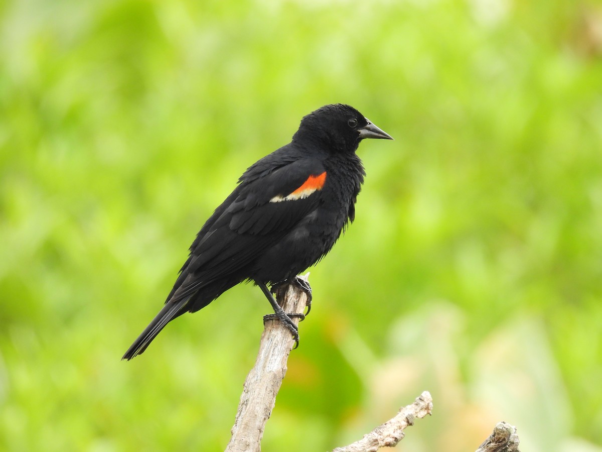 Red-winged Blackbird - ML621671145