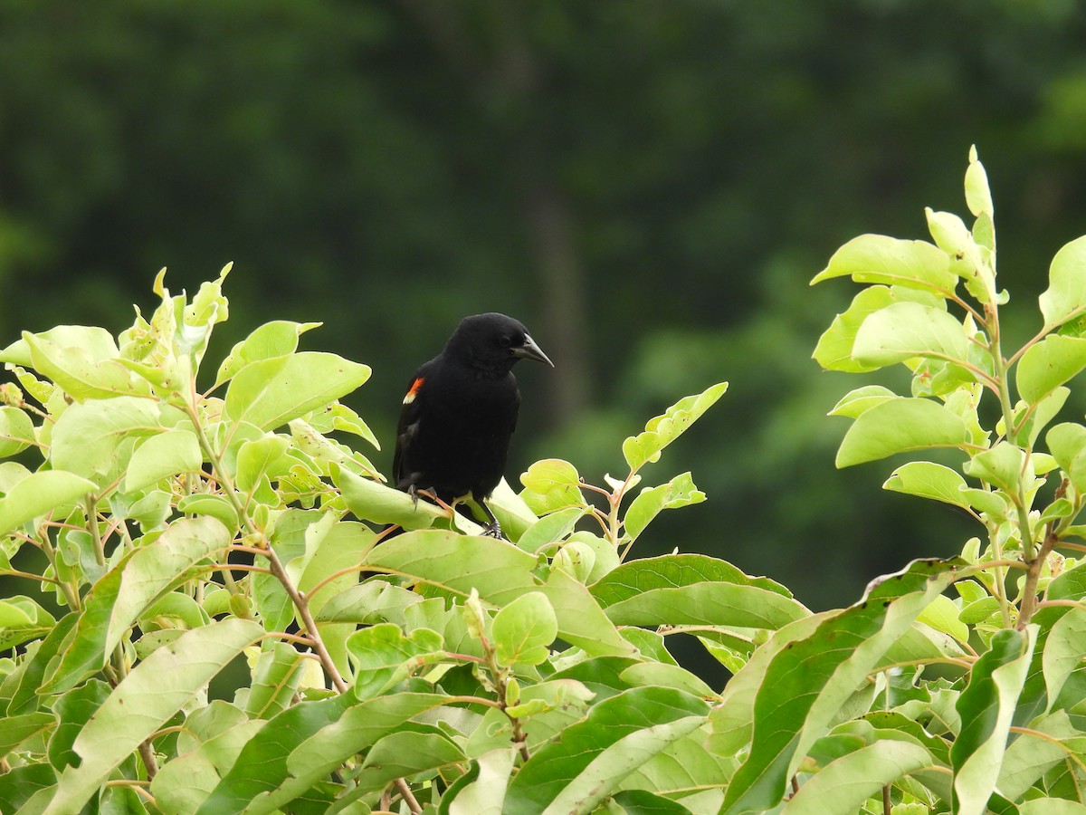 Red-winged Blackbird - ML621671156