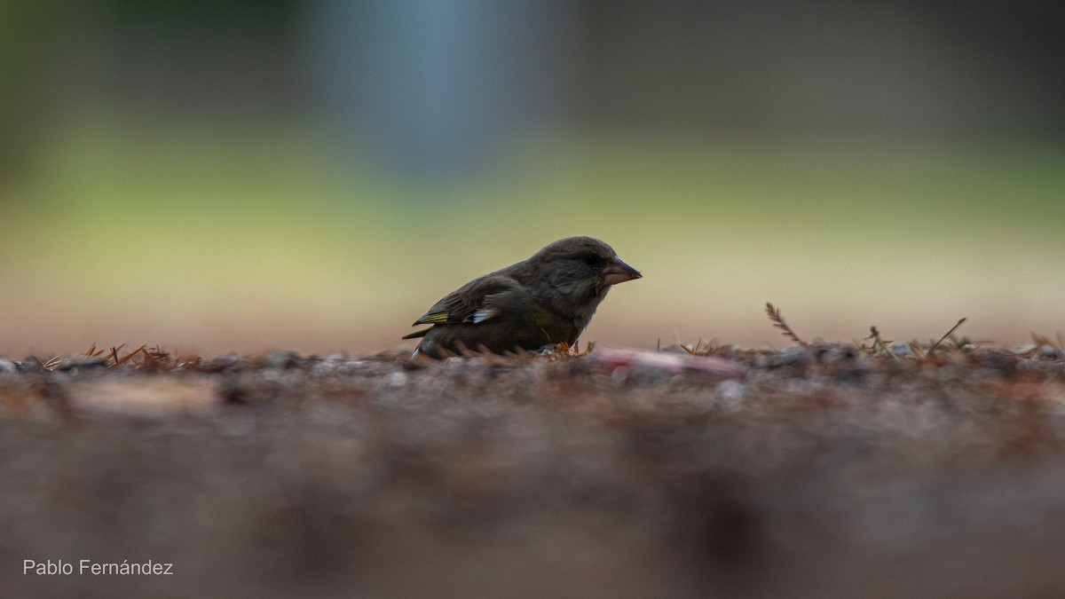 European Greenfinch - ML621671164