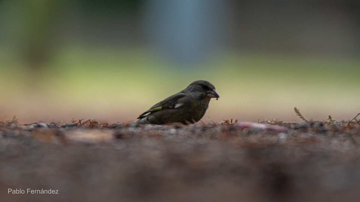 European Greenfinch - ML621671165