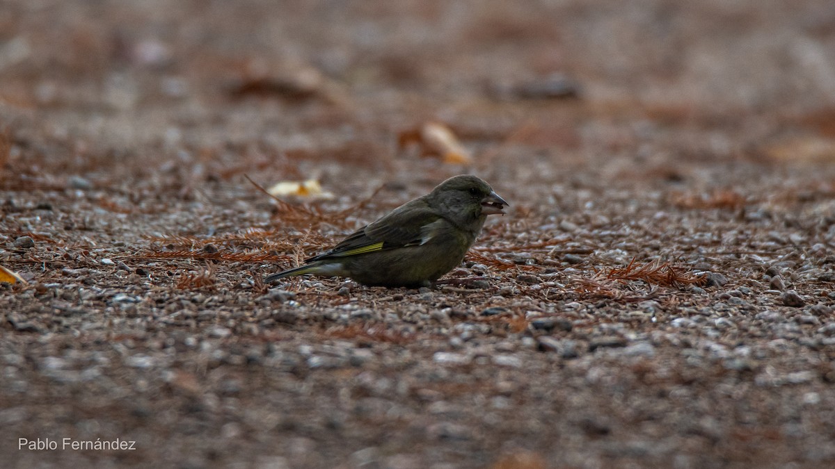 European Greenfinch - ML621671166