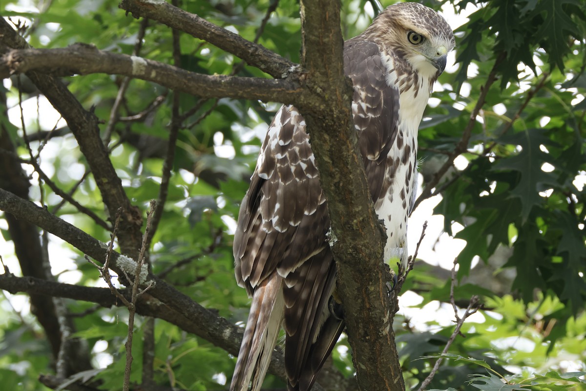 Red-tailed Hawk - ML621671181