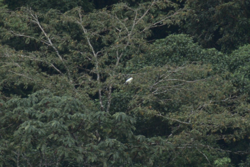 White Hawk (White-shouldered) - ML621671196