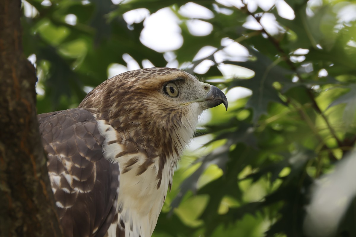Red-tailed Hawk - ML621671255