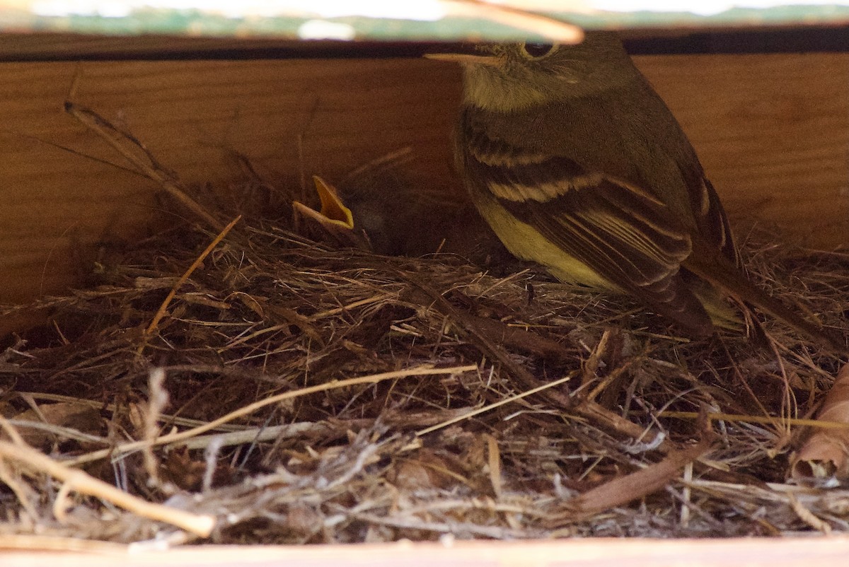 Western Flycatcher (Cordilleran) - ML621671260