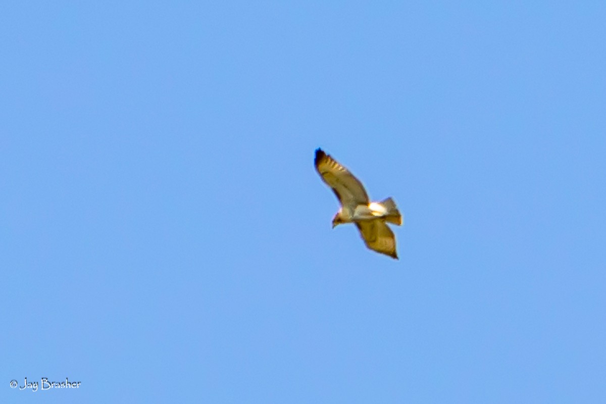 Red-tailed Hawk (borealis) - ML621671291