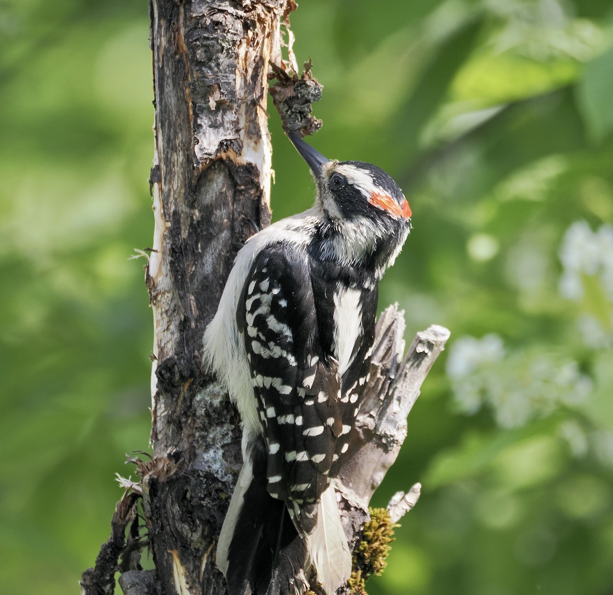 Hairy Woodpecker - ML621671294