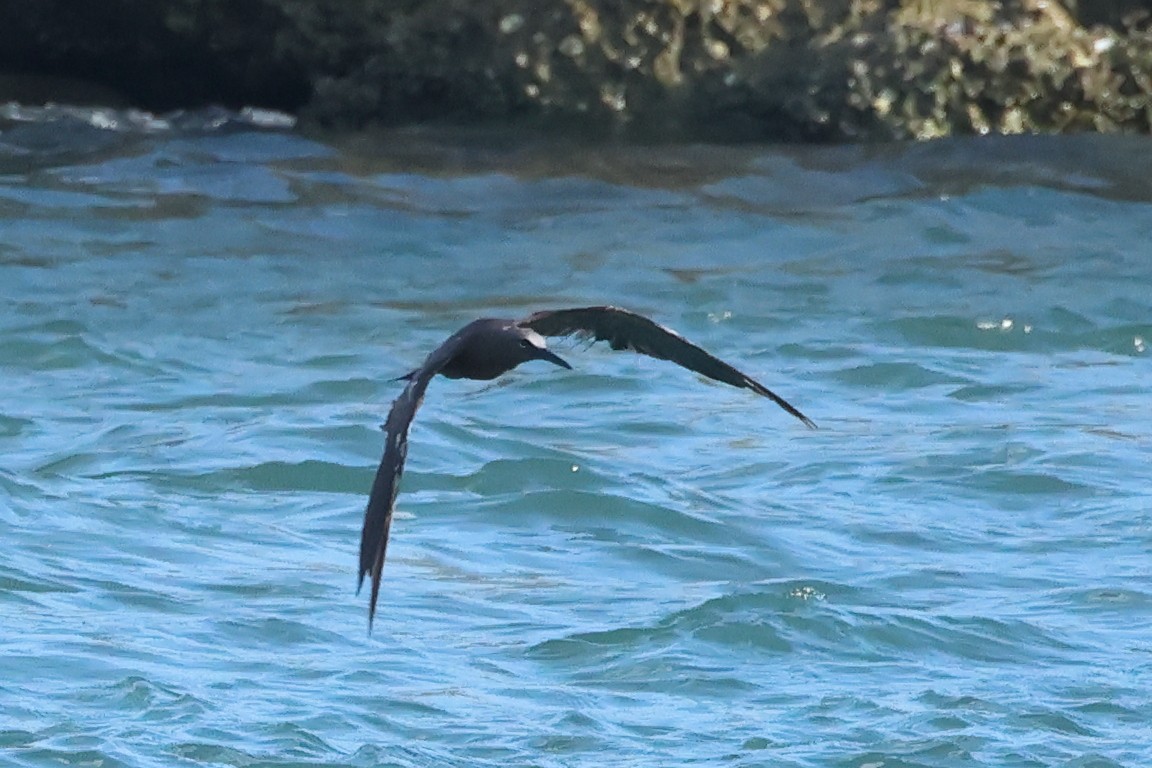 Brown Noddy - ML621671295