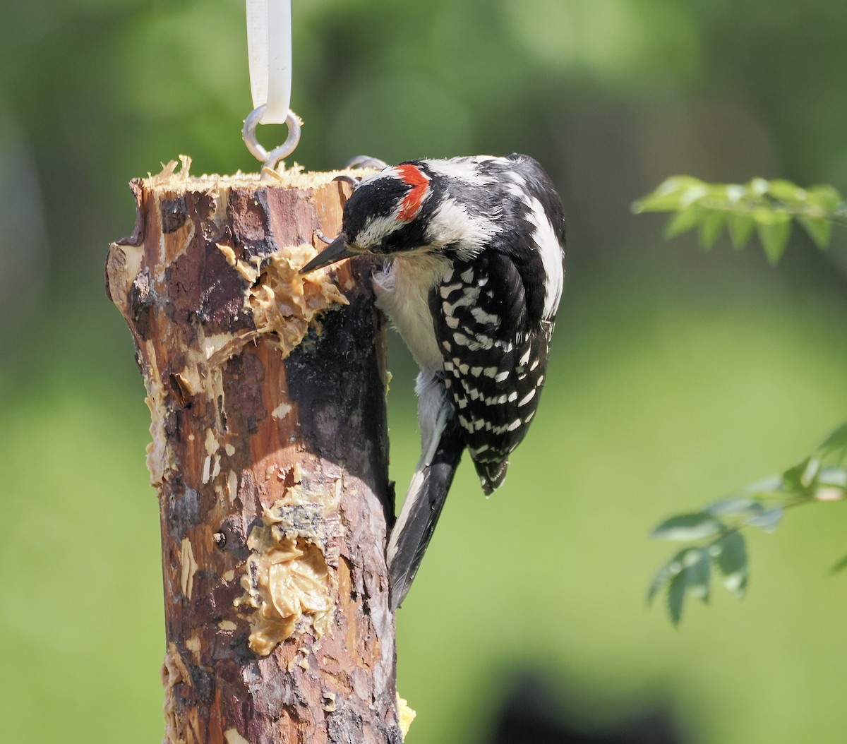 Hairy Woodpecker - ML621671297