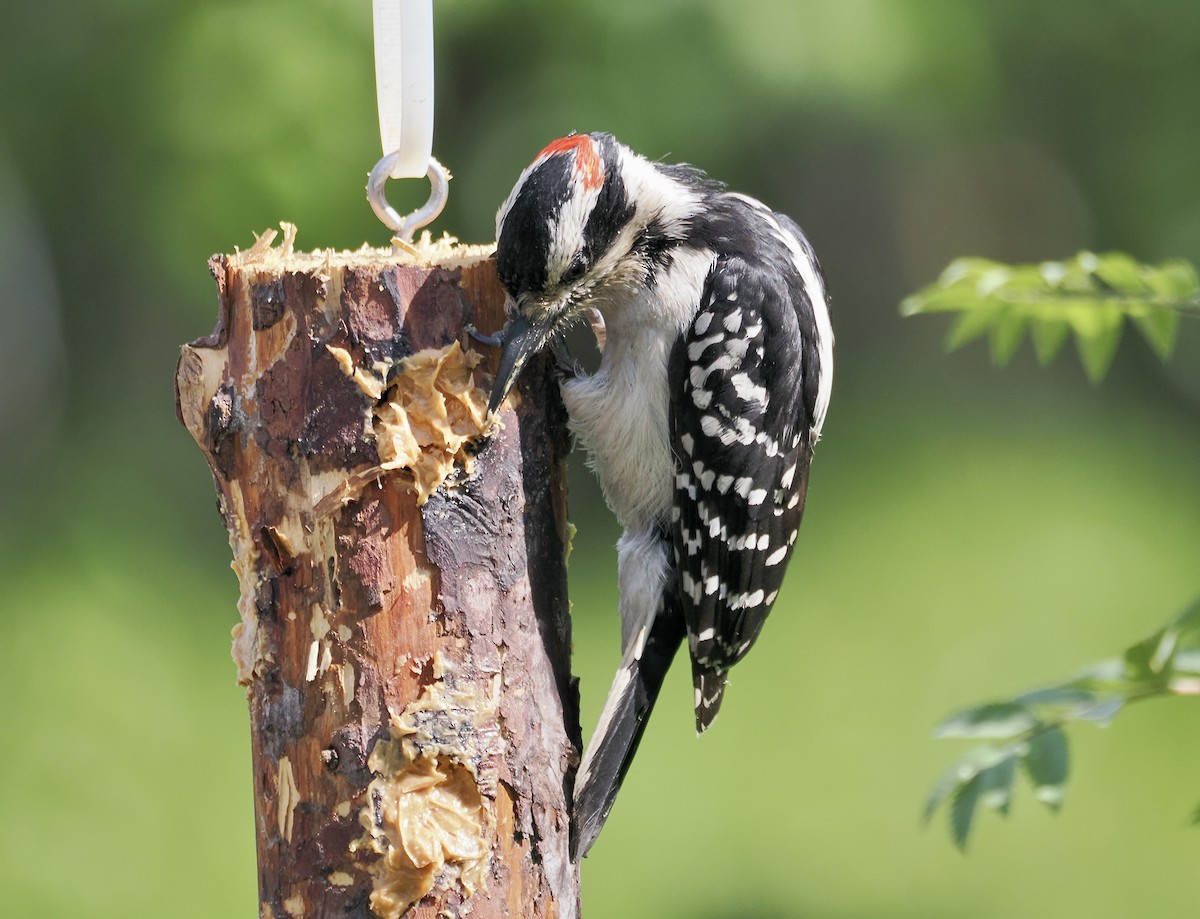 Hairy Woodpecker - ML621671304