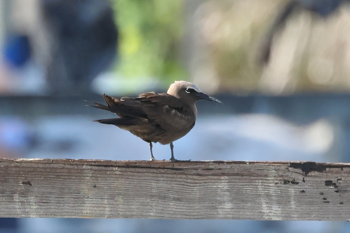 Brown Noddy - ML621671307