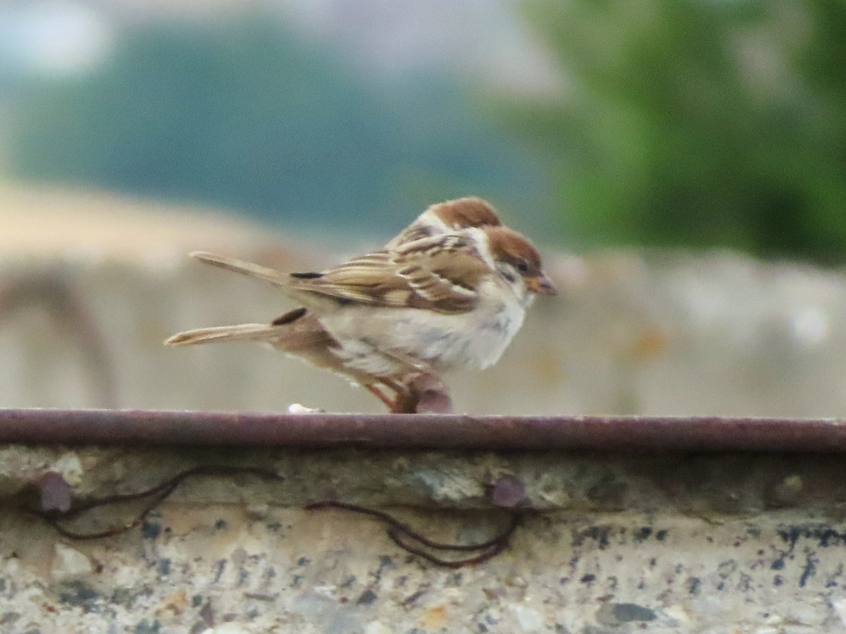 Eurasian Tree Sparrow - ML621671358