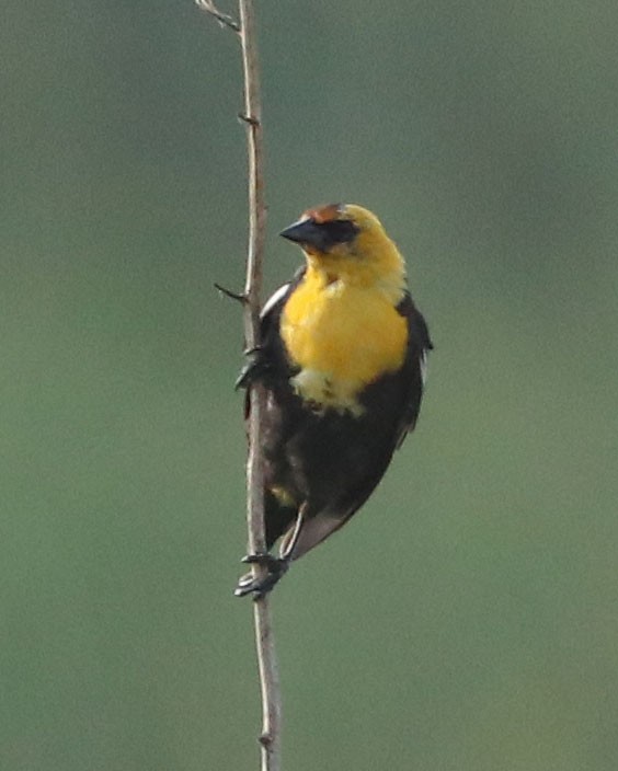 Yellow-headed Blackbird - ML621671367