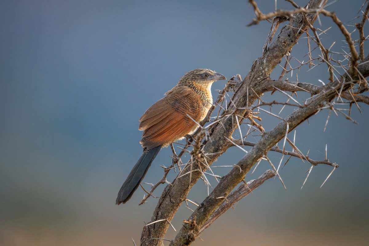 White-browed Coucal - ML621671371