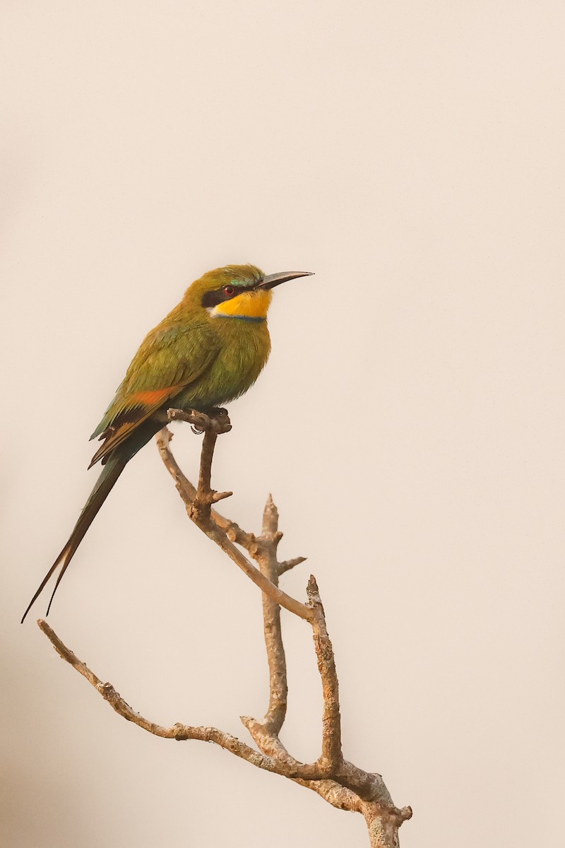 Swallow-tailed Bee-eater - ML621671372