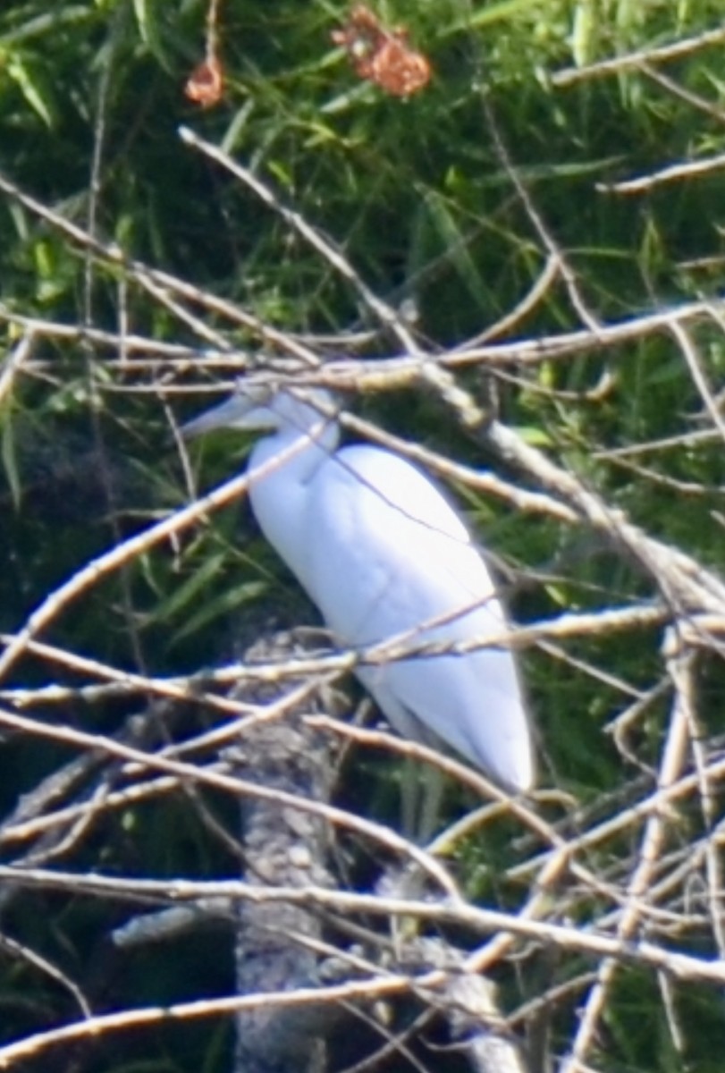 Little Blue Heron - ML621671393