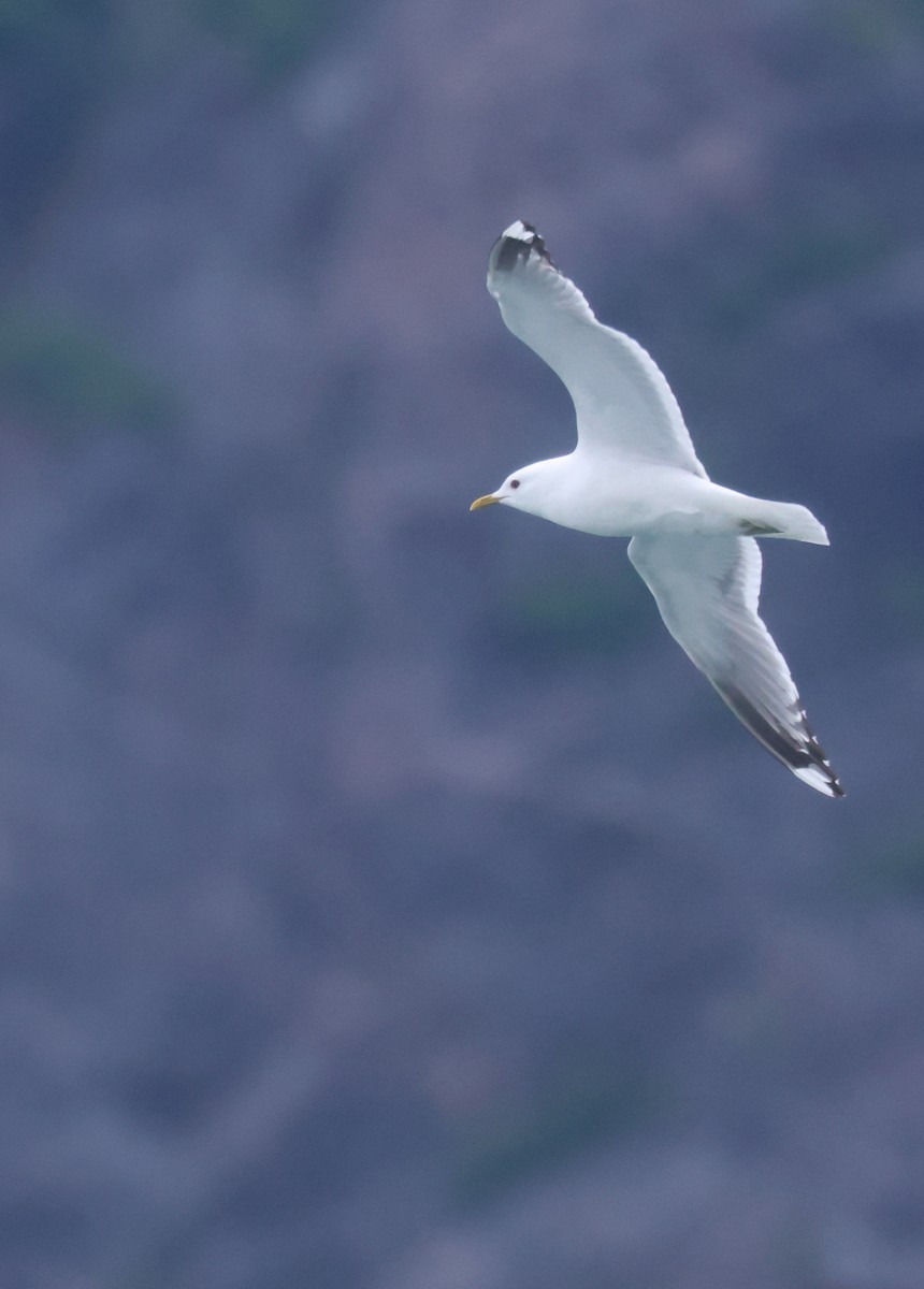 Short-billed Gull - ML621671432