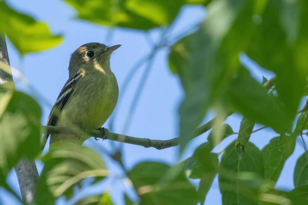 Yellow-bellied Flycatcher - ML621671433